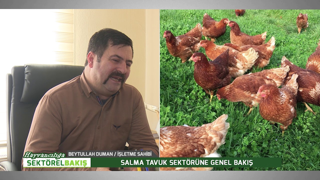 SALMA TAVUK SEKT&Ouml;R&Uuml;NE GENEL BAKIŞ | HAYVANCILIĞA SEKT&Ouml;REL BAKIŞ