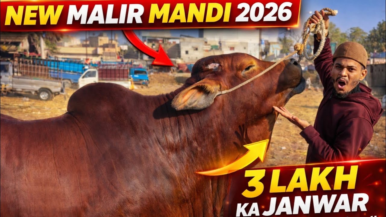 انتہائی خوبصورت، بھاری جسامت اور اعلیٰ نسل کا جانور 🐄🐂