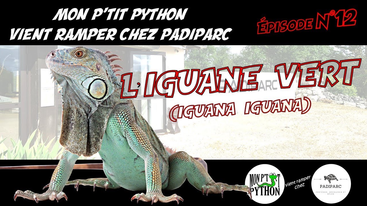 L'IGUANE VERT (Iguana Iguana)