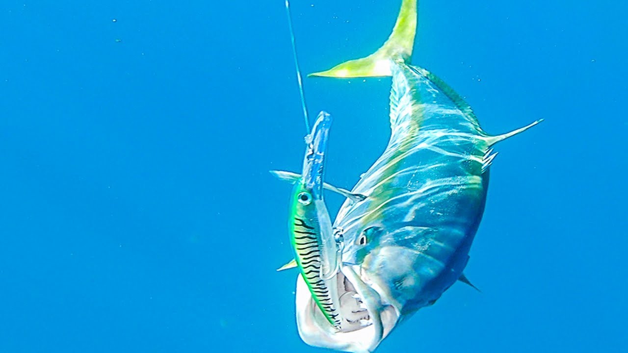 Fishing + Diving Monster Bluefin Tuna, Dorado And Yellowtail || Right Out Our Backdoor