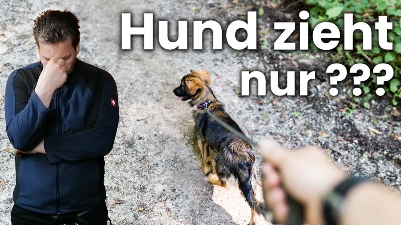 😡 Hund zieht st&auml;ndig an der Leine? SO funktioniert es endlich !!!