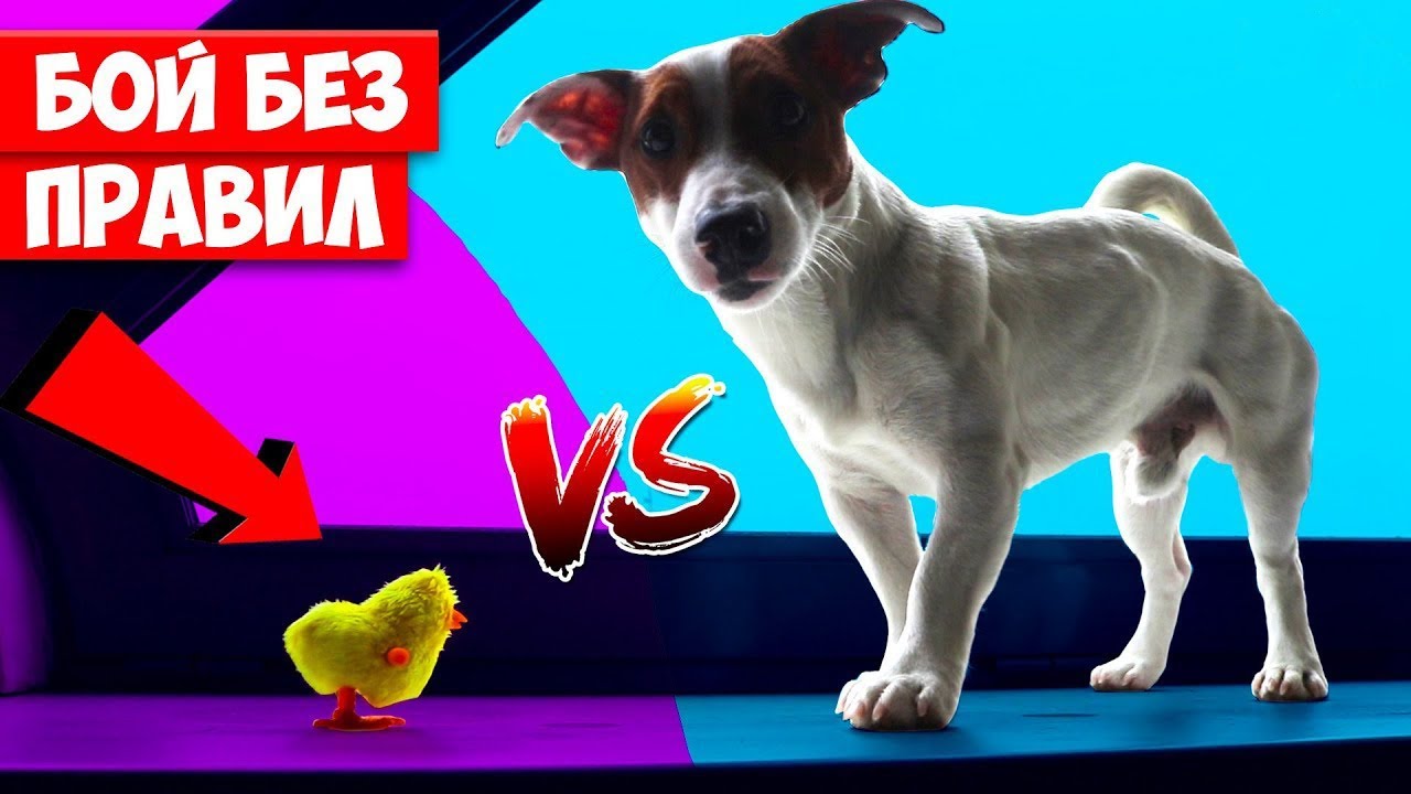 СОБАКА СЪЕЛА ЦЫПЛЁНКА 🐥 Реакция собаки на цыплёнка 🐾 Локи Бобо 30 серия