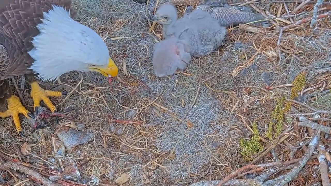 #baldeagle S03#P34 Review birds in nest with nature #birdslovers #birdsounds #birdsnest