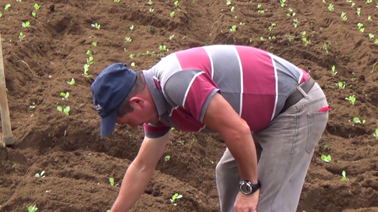 El REPOLLO LA VOZ AGRICOLA