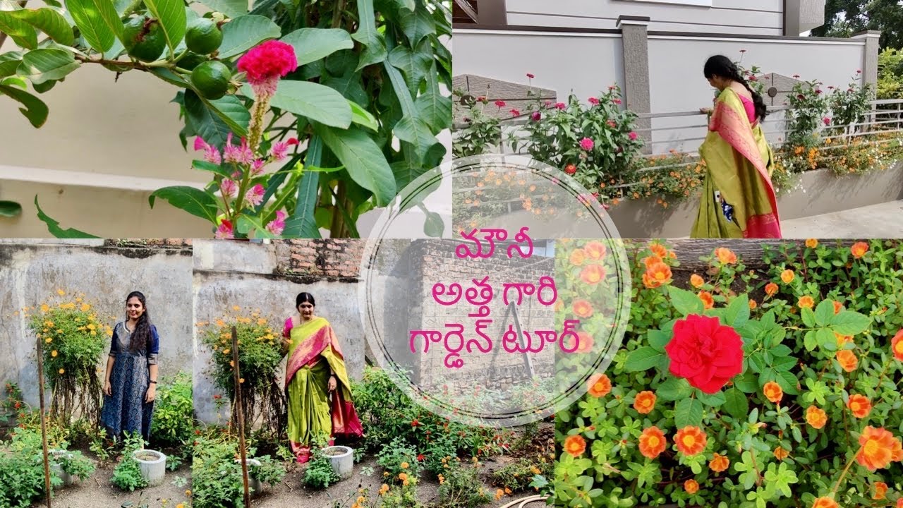 మౌనీ వాళ్ళ అత్తగారి ఇంటి గార్డెన్ చూసేద్దాం | అందమైన తోటలా ఉంటుంది | Home grown organic Garden tour