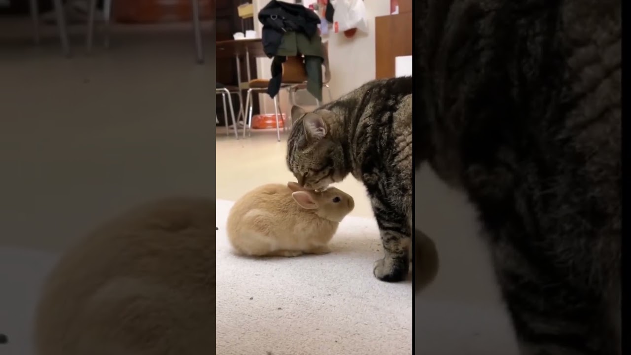 Rabbit & Cat Friendship #rabbit #bunny #pets #animals #petcare #petvideos #fyp #shorts #cat
