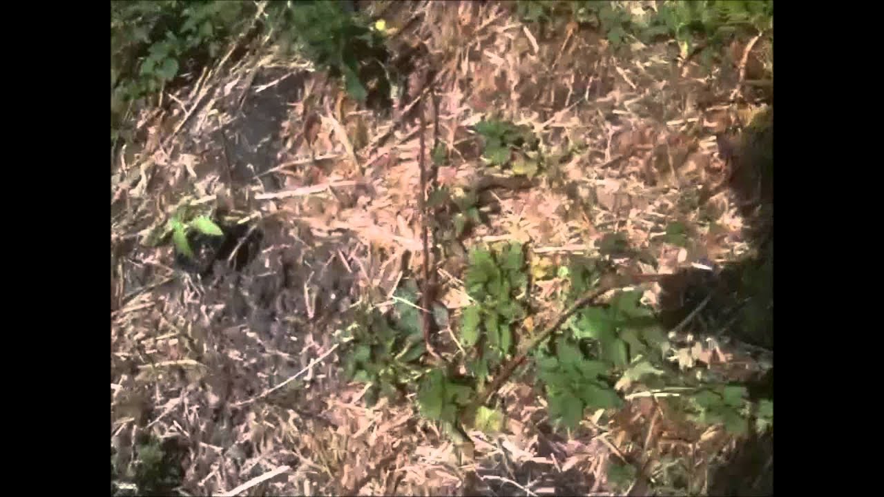Sensi Seeds - Durban (Seedlings) - 4 Weeks