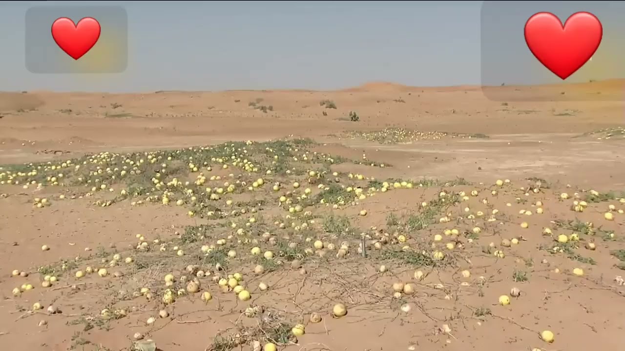 النبتة   المعجزة   ..  الحنظل وفوائده الطبية 