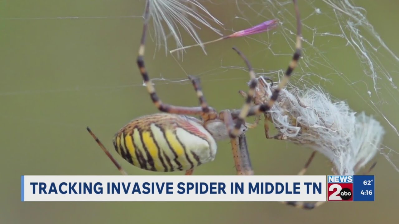 Tracking invasive spider in Middle TN