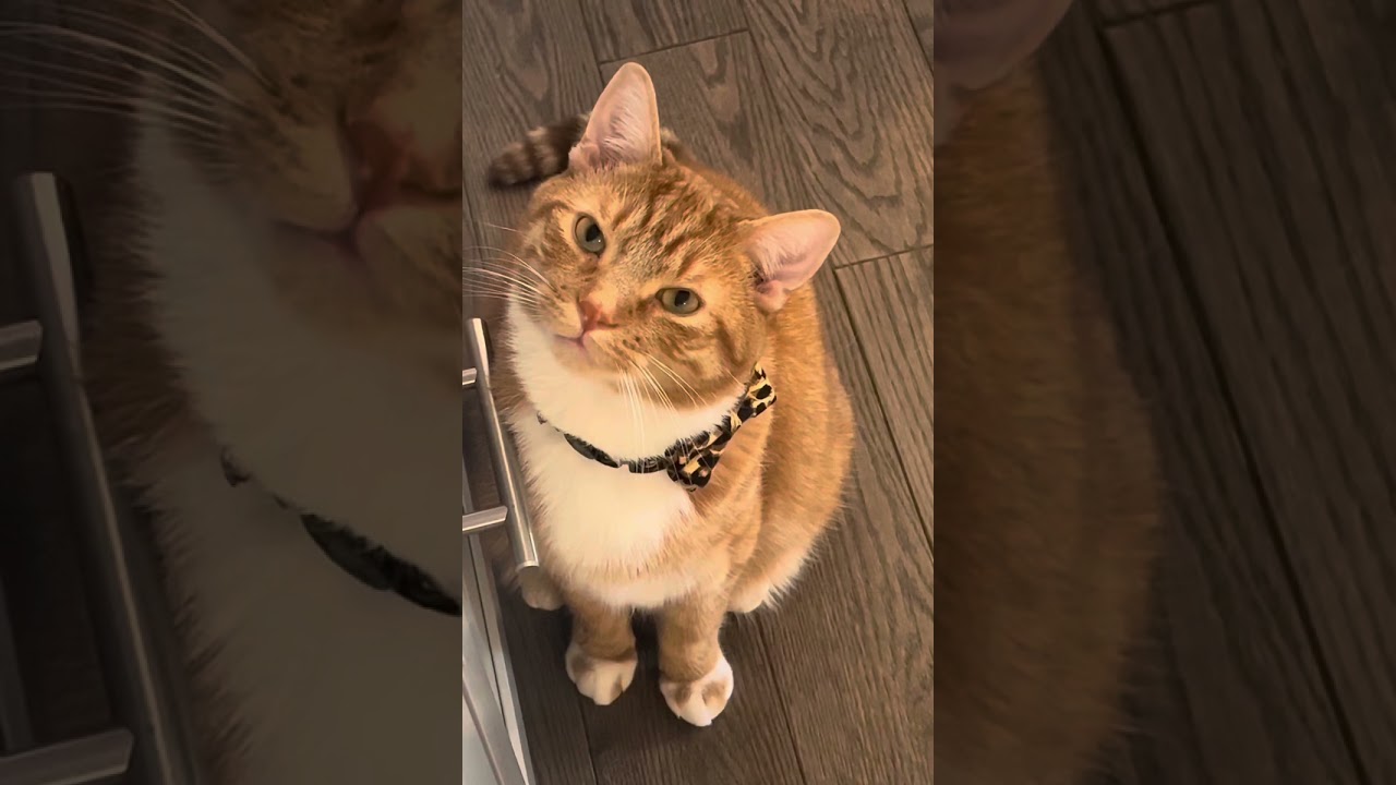 Another meaningless conversation with mom 😻 #cats #cute #funny #viral