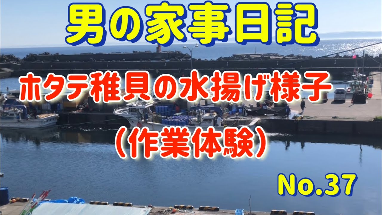 【離島生活】ホタテ稚貝作業体験【男の家事日記37】