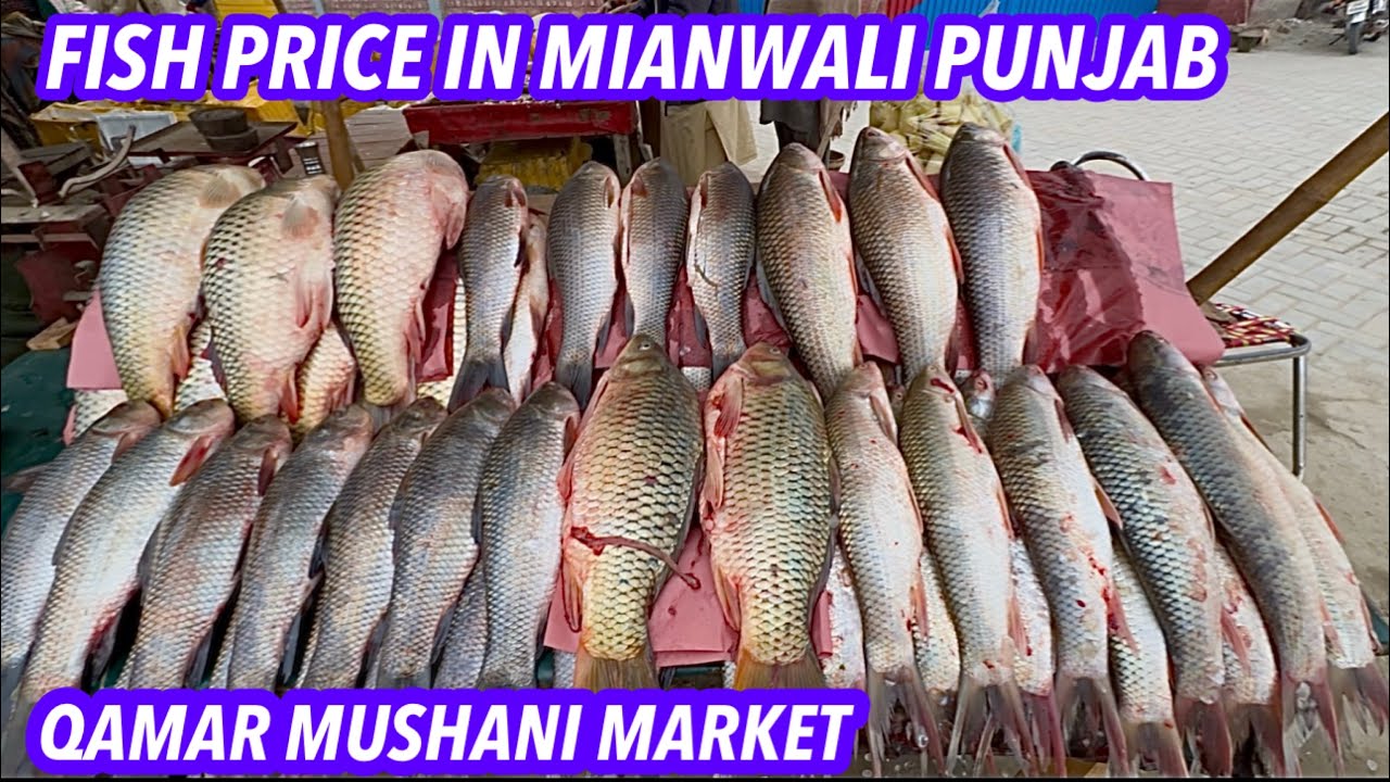 FISH PRICE IN MIANWALI PUNJAB QAMAR MUSHANI MARKET 