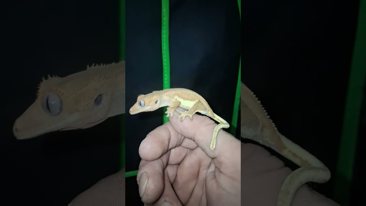 Crested Gecko Shorts 