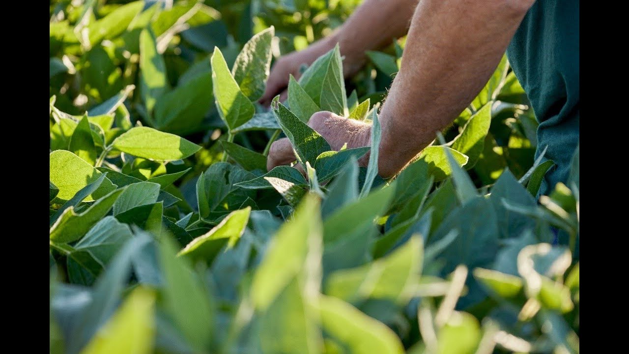 Field to Plate – ADM’s SojaProtein