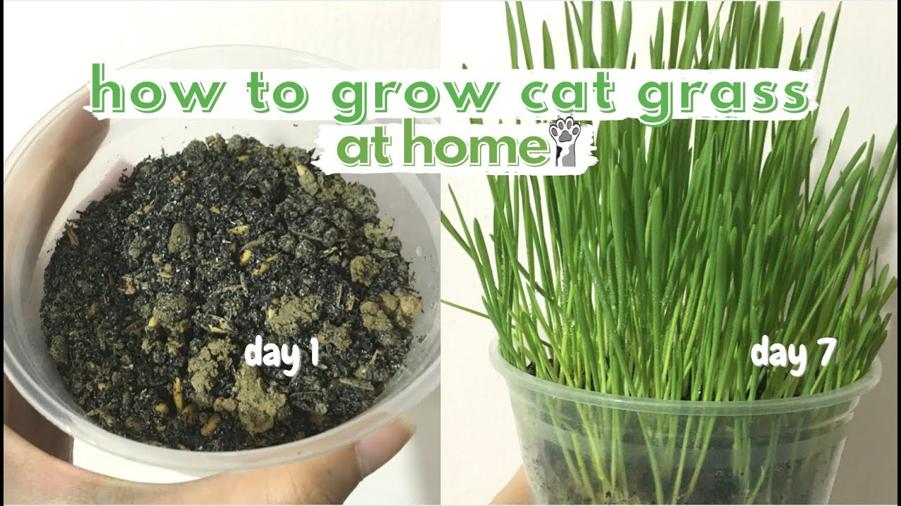 how to grow cat grass at home