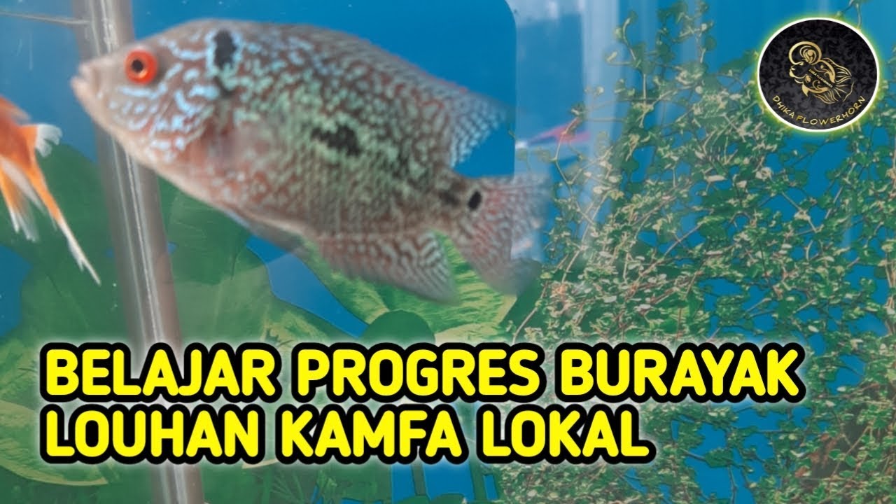 BELAJAR PROGRES BURAYAK LOUHAN KAMFA | 2020