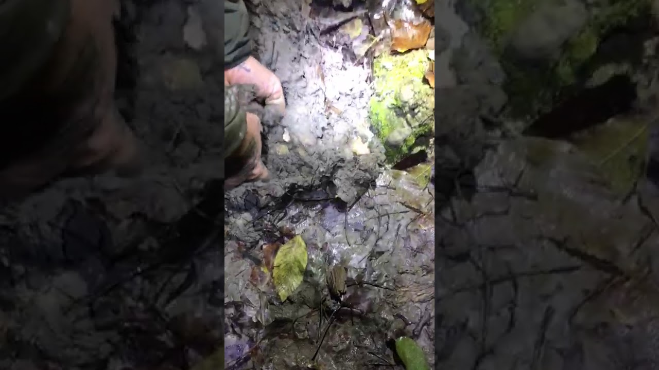 Truffle hunting Tartufo bianco d alba 2019 White truffle da record il Più grande