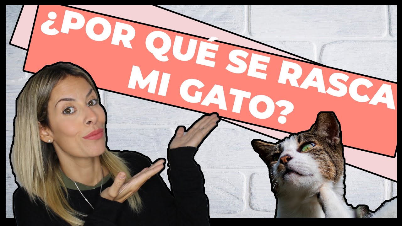 MI GATO SE RASCA MUCHO 🙀 Y SE HACE HERIDAS 😿 | Cómo DIAGNOSTICAR qué está PASANDO 💣