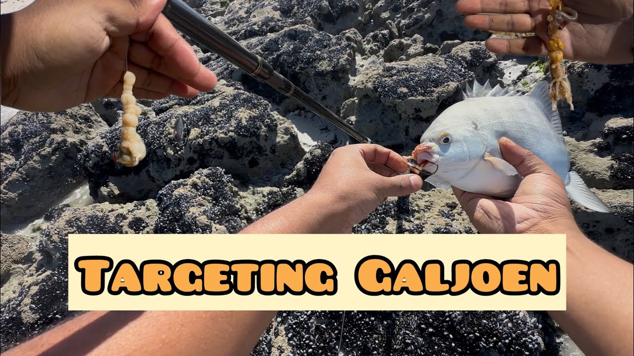 First GALJOEN Of The Season[False Bay]