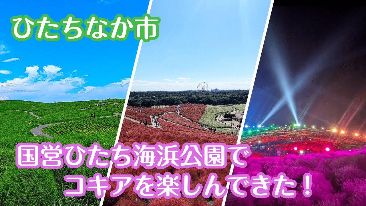《ひたちなか市》国営ひたち海浜公園でいろんなコキアを楽しんできました！