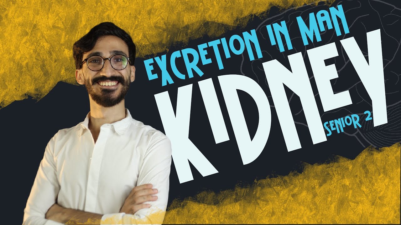 Biology | Excretion | kidney | second term | senior 2 | دكتور مصطفي خضر |2024