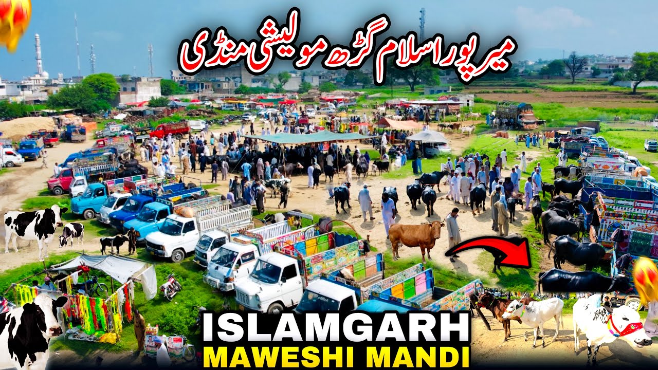Visit To Islamgarh Maweshi Mandi/Islamgarh Mandi Latest Update For Rates/Mirpur Azad Kashmir/🥰