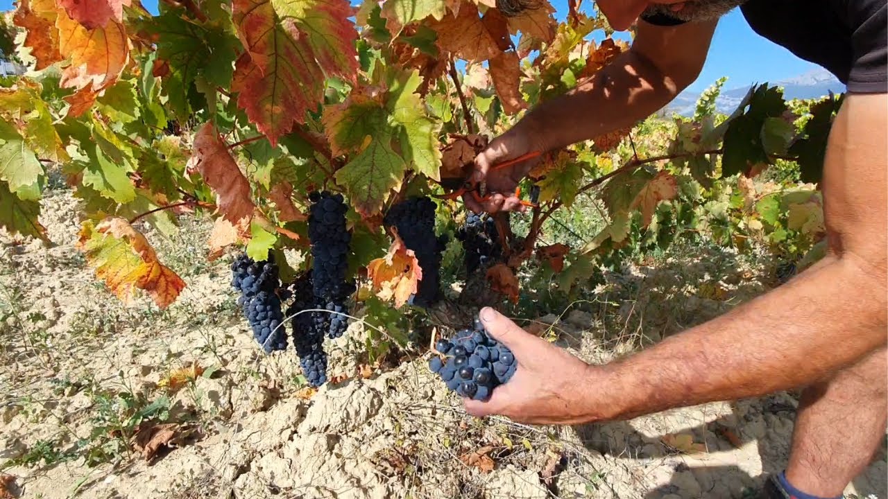 Tiempo de vendimia en  Rioja Alavesa, España (Activar los subtítulos)