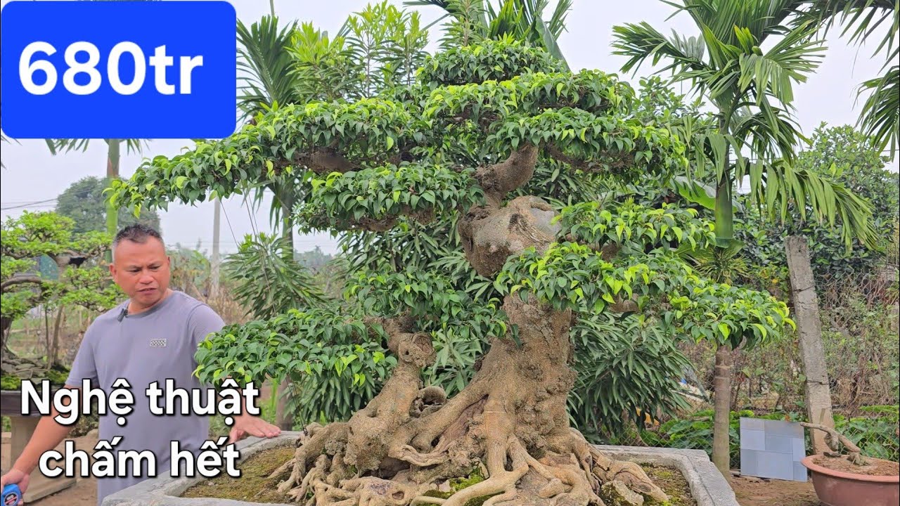 Báo giá tham khảo thị trường cây cảnh 2026 