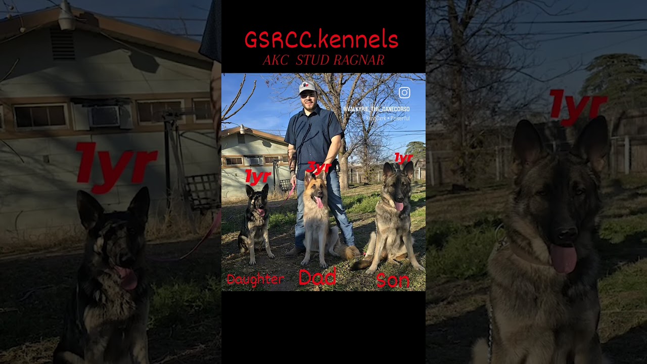 Ragnar the stud in Austin tx AKC registered.amazing temperament and intelligence