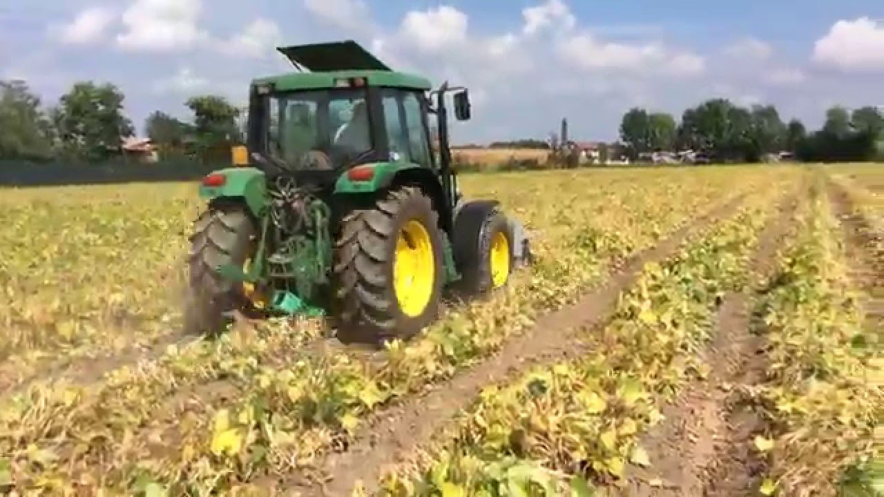 ESTIRPATURA FAGIOLI NANI CON JOHN DEERE 6200 #2