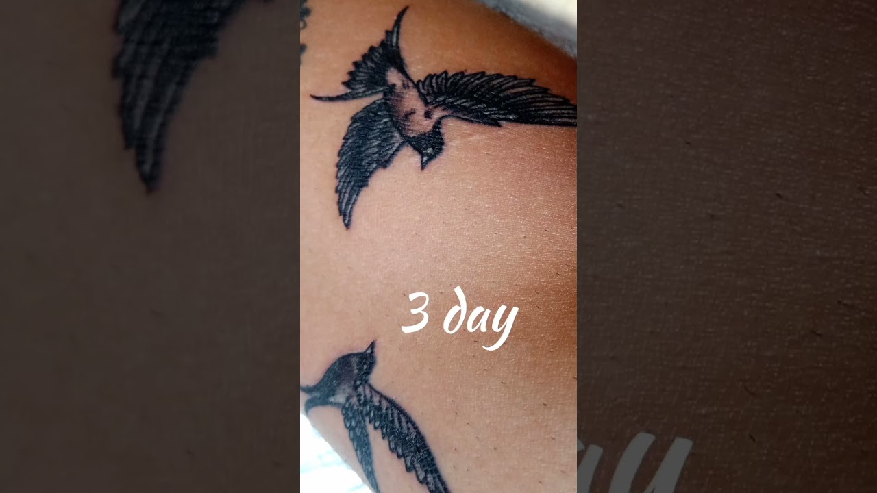 TATTOO healing process