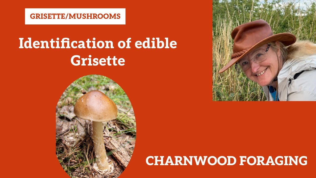 Grisette  - edible mushroom #charnwoodforaging #mushrooming