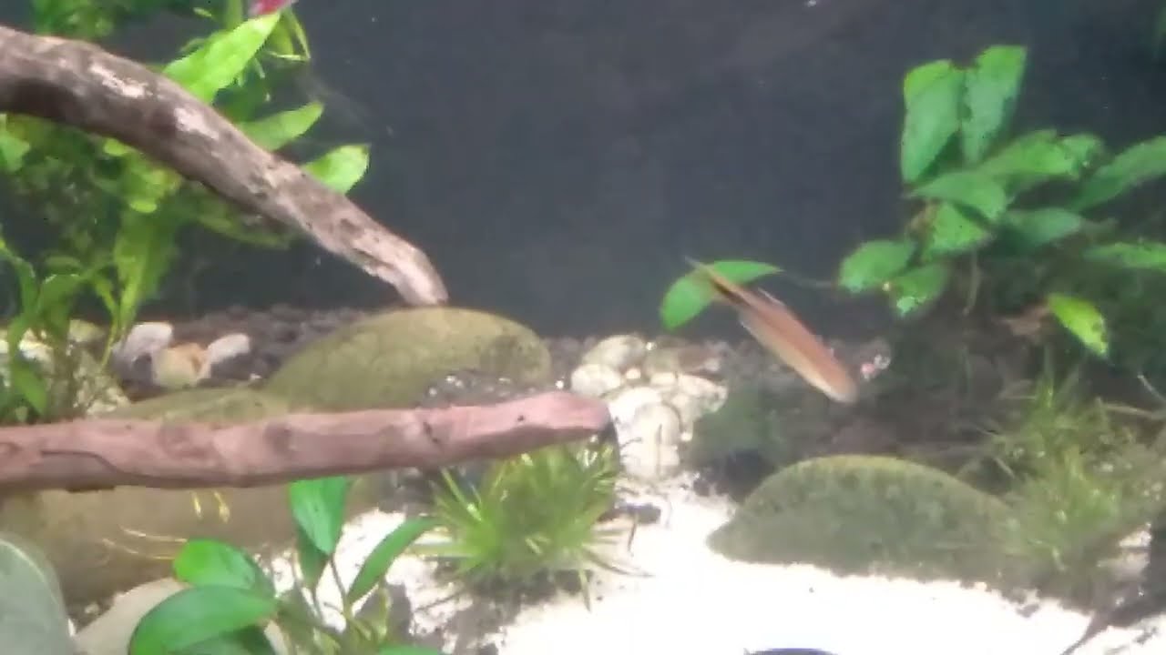 Silver Tip Tetra - spawning / mating behaviour