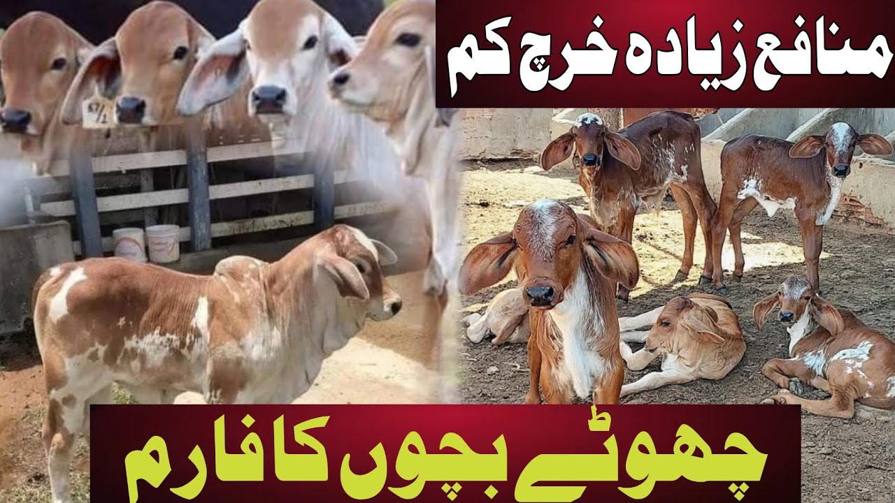 Cow Baby Farming with Low Investment | High Profitable Cow Farming Business in Pakistan