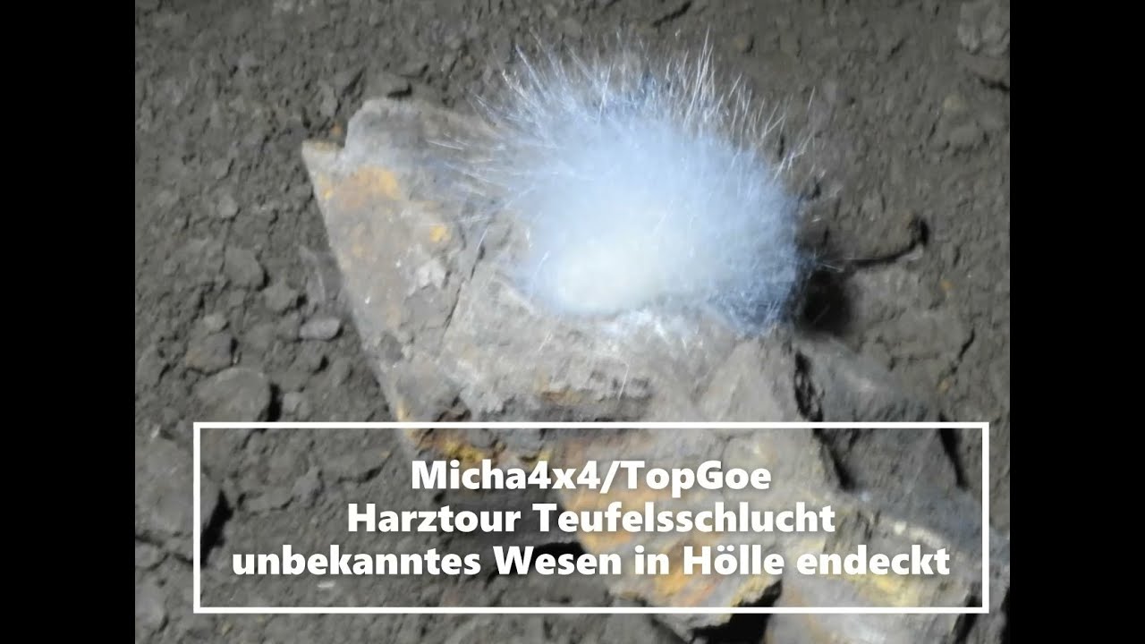 Lost Place im Harz / Teufelsschlucht / Bergbau / Stollen /Entdeckung seltene Lebewesen