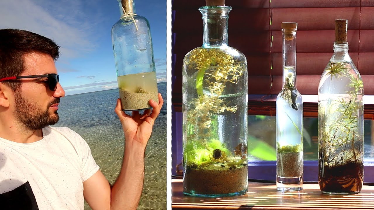 Et si on mettait des algues en bocal ? Écosphère : aquarium fermé