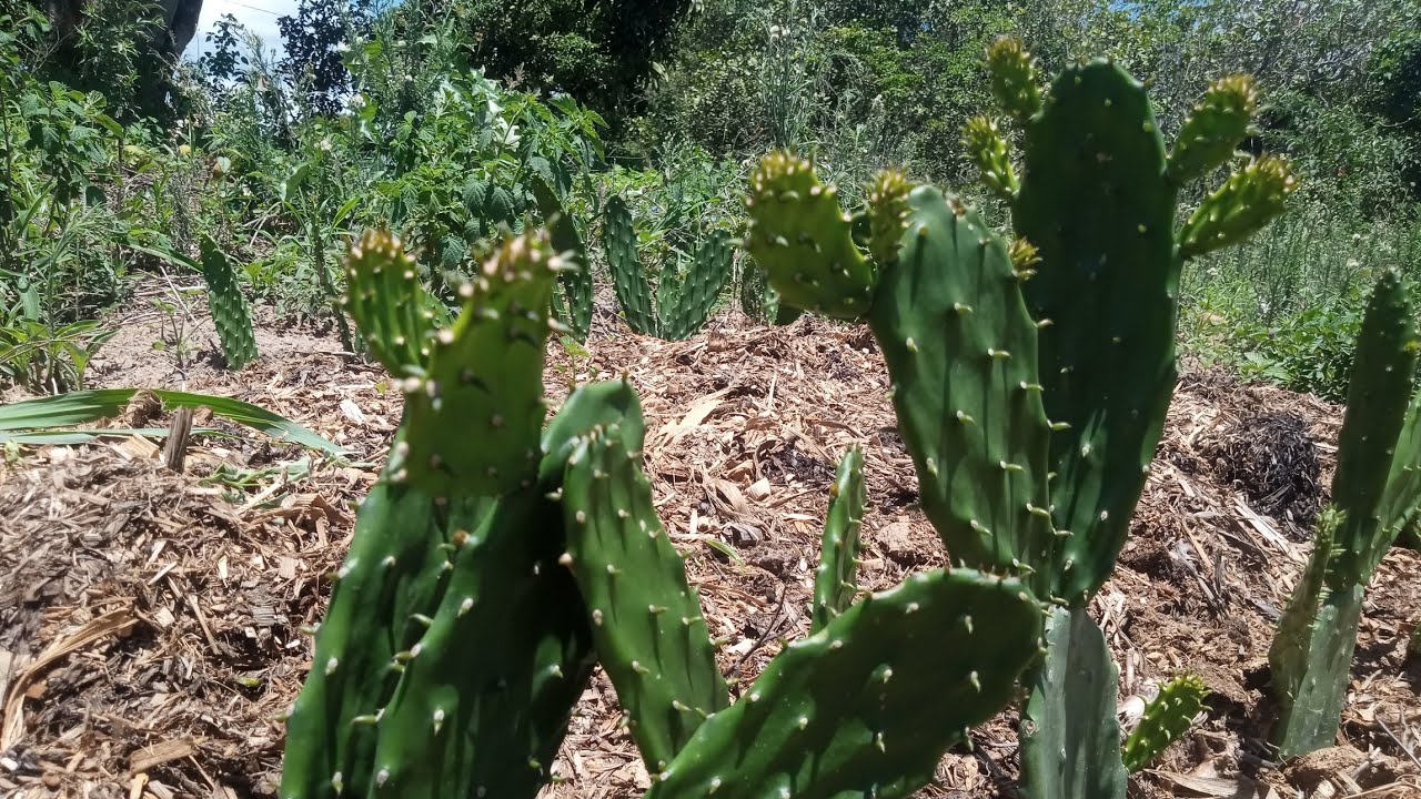 Veja o desenvolvimento da palma Califórnia com apenas um mês de plantada 