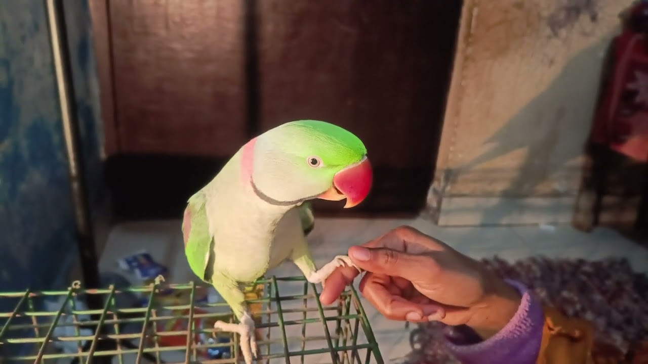 टूटू आज गाना गा रहा है | Alexander parrot singing | #vlog #parrot 