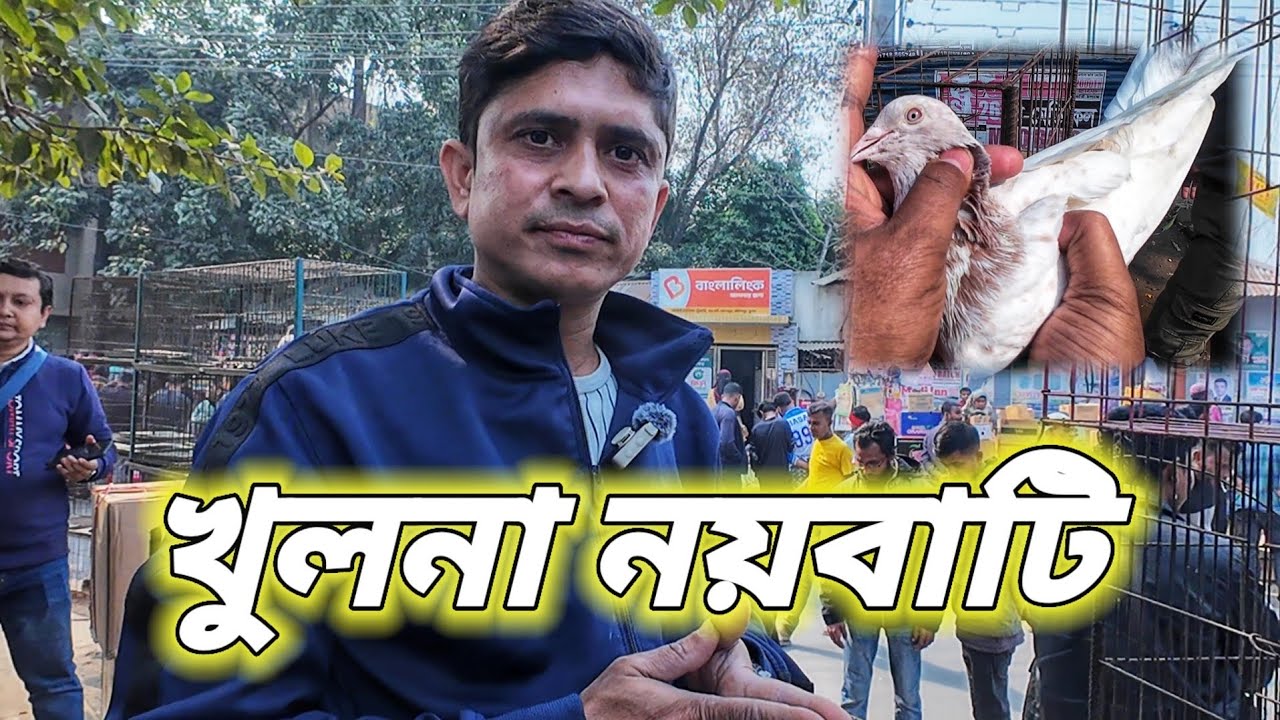 বাংলাদেশের হাই ফ্লাই কবুতরের মধ্যে সব থেকে জনপ্রিয় হাট খুলনা নয়াবাটি🥰