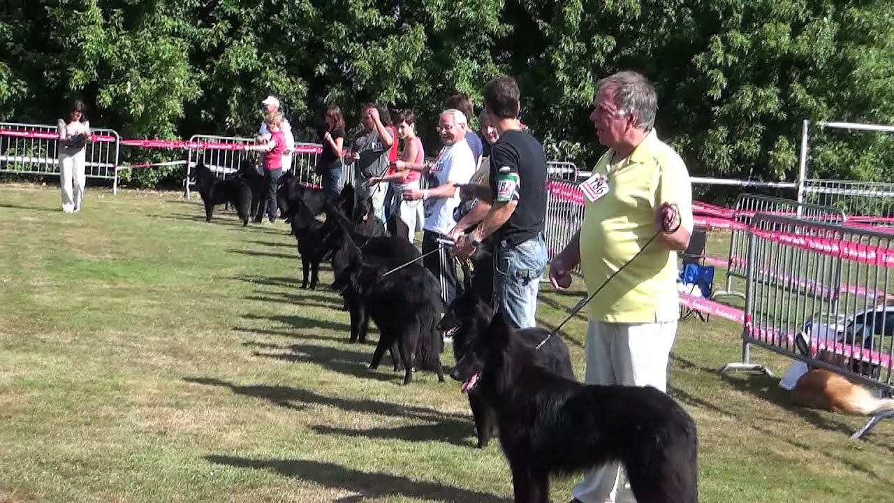 Nationale Elevage Berger Belge 2013