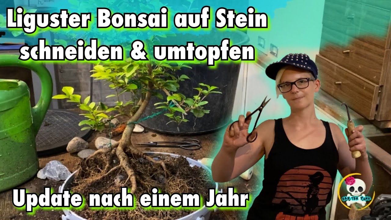 Liguster Bonsai ( Bonsai auf Stein ) Liguster umtopfen, schneiden & Wurzeln gestalten