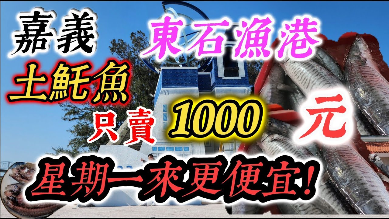 〔東石漁港〕老闆說〔土魠魚通通只賣1000元～〕，白帶魚便宜賣五公斤300元，竹莢魚一夜干冰箱製作法，祝大家蛇年新年快樂。／漁港／土魠魚／白北魚／肉魚／白帶魚／台語