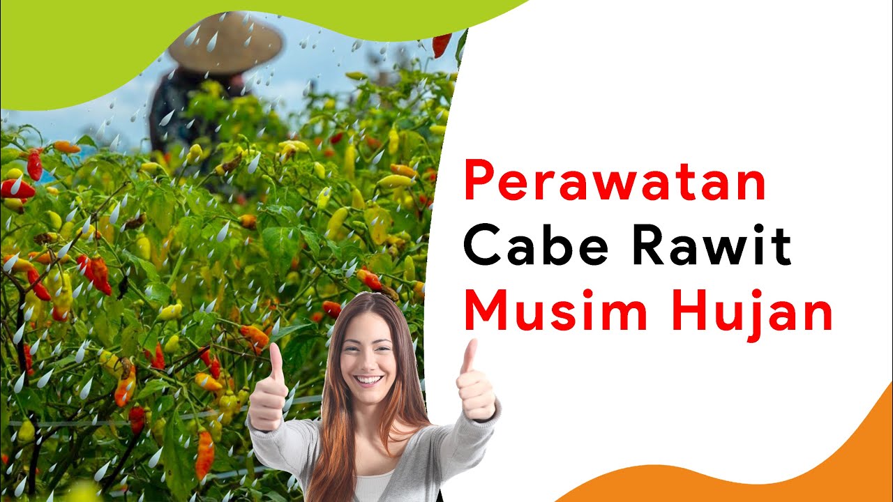 Perawatan Tanaman Cabe Saat Sudah Berbuah, Musim Hujan