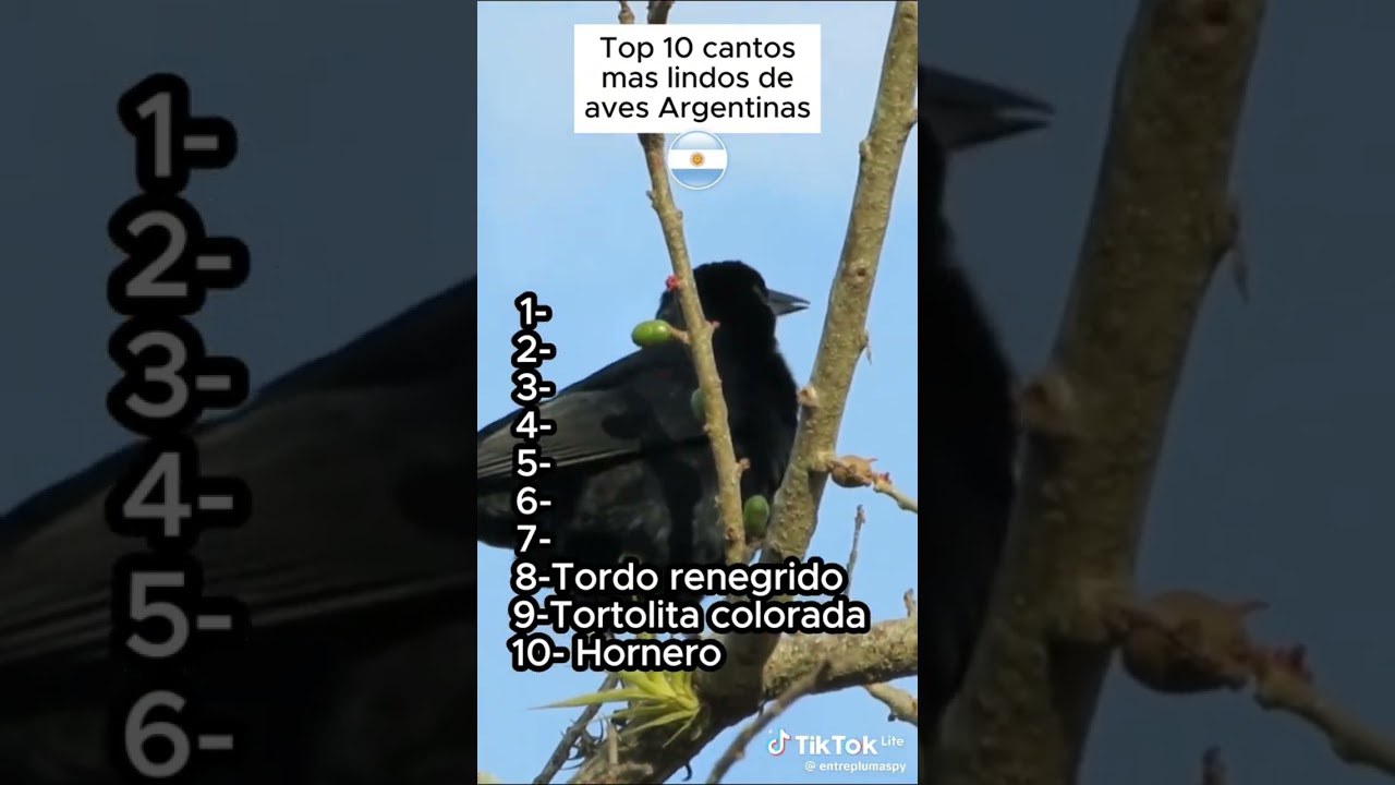 top 10 cantos de p&aacute;jaros de argentina lindos parte 2