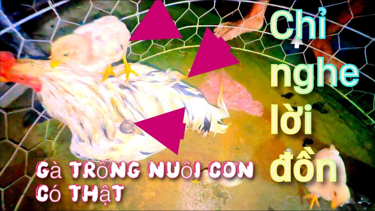 Độc lạ nhàvợ chồng Xuân Thảo ,chỉ nghe lời đồn trong truyền thuyết gà trống nuôi con bây giờcó thật.