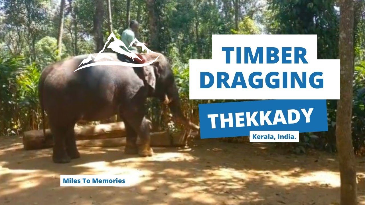 Timber Dragging  (Elephant Junction)  Thekkady, Kerala.