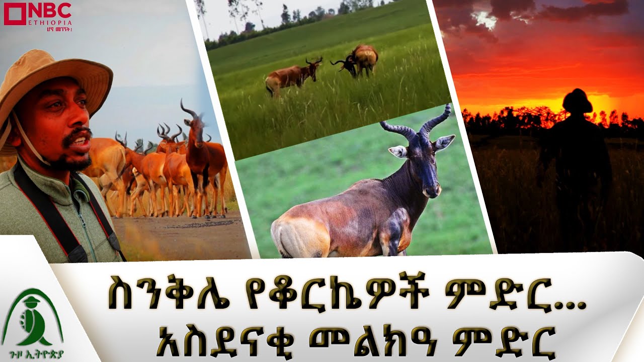 ስንቅሌ የቆርኬዎች ምድር... | አስደናቂ መልክዓ ምድር - Guzo Ethiopia | ጉዞ ኢትዮጵያ@NBC Ethiopia |