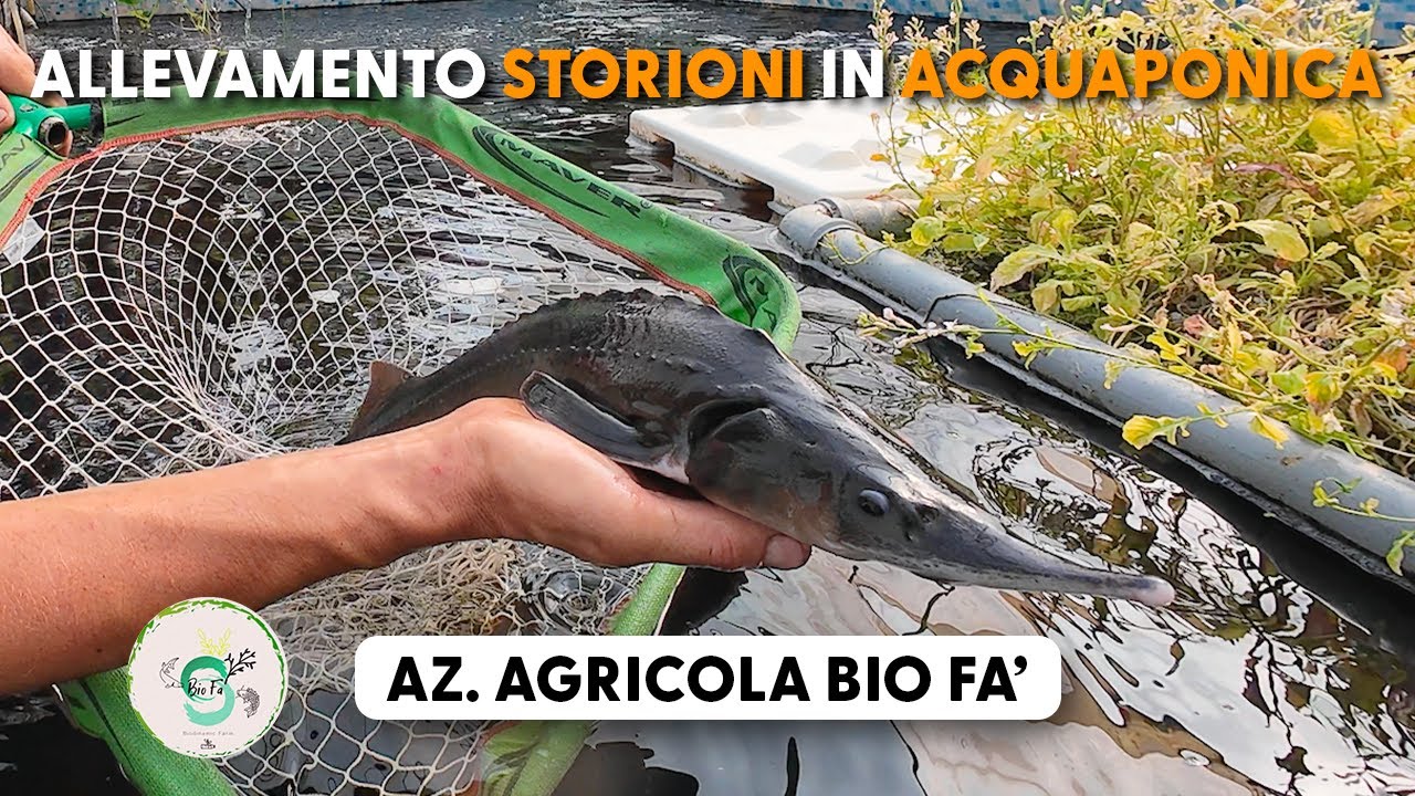 IMPIANTO ACQUAPONICA: allevamento di STORIONI 🐟🧑🏼‍🌾 - AZ. AGRICOLA BIO FA'