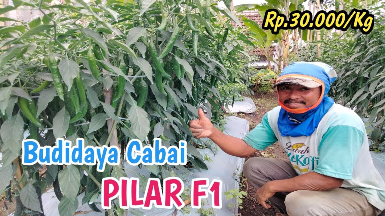 CABE PILAR F1