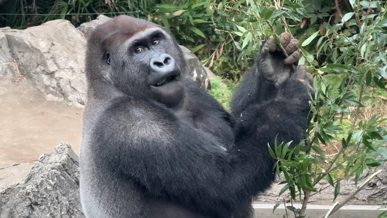 gorilla アニーに咬まれてた所 大分良くなってきたゲンタロウ【2025年‎12月3日】【上野動物園】ゴリラ💗
